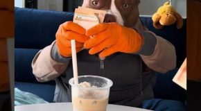 Hilarious Dog With Human Hands Demands A Coffee