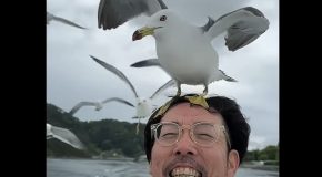 Hilarious Moment When A Seagull Tries To Build A Nest On A Guy’s Head