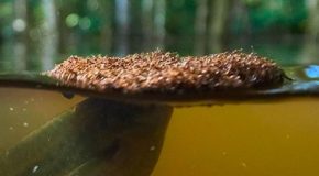 How Fire Ants Build A Living Raft To Carry Themselves Through Water