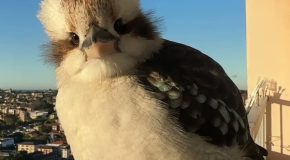 Kookaburra Has A Funny Reaction Upon Learning It Is Being Filmed