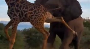 Scary Encounter Between A Giraffe And An Elephant