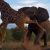 Scary Encounter Between A Giraffe And An Elephant