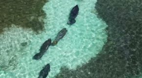 Swimmer Gets Approached By Four Huge Manatees