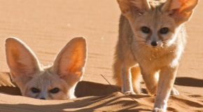 Taking A Look At The World’s Smallest Dog