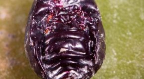 Taking A Look At Cochineal, An Insect We All Unknowingly Eat