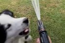 Crazy Dogs Just Won’t Let Owner Water The Lawn