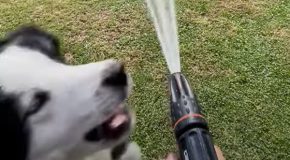 Crazy Dogs Just Won’t Let Owner Water The Lawn