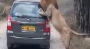 Safari Vehicle Attacked By Lion At Karnataka