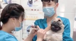 Scary Pug Getting A Manicure