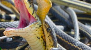 Taking A Look At How Female Snakes Choose Their Mates