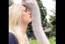 Truly Beautiful Moments Of Animals Reuniting With Their Owners