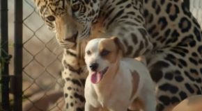 Unusual Yet Beautiful Friendship Between A Jaguar And A Jack Russell Terrier