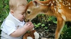 Cute Compilation Of Animals Playing With Babies