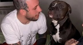 Cute Dog Listens To Mom’S Baby Belly And Gives Her Kisses