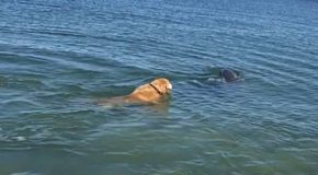 Cute Video Of A Dolphin Playing With A Dog