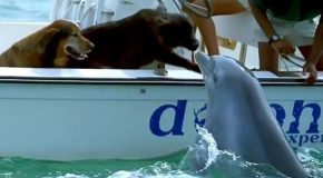 Dog Gets A Kiss From A Dolphin