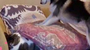 Dog Tries To Wake Up A Cat By Stomping On It