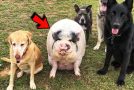 Huge Pig Raised By Five Dogs Now Thinks She’s A Dog Too