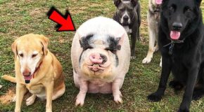 Huge Pig Raised By Five Dogs Now Thinks She’s A Dog Too