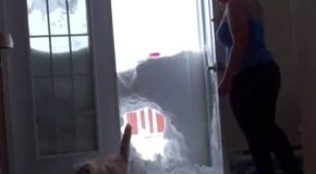 Hungry Cat’s Cinematic Entry Through Snow