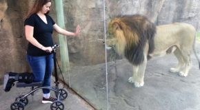 Lion In A Zoo Really Wants Woman’s Scooter