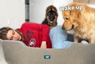 Woman Sleeps In Her Dogs’ Bed And Records Their Reactions!