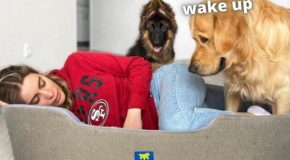 Woman Sleeps In Her Dogs’ Bed And Records Their Reactions!