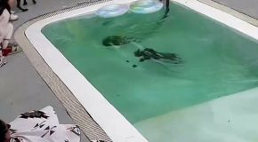 Dog Unable To Swim Falls Into A Pool Twice