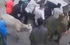 Driver Runs Over A Calf, Mother Stops The Car