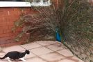 Funny Cat Mistakes A Peacock For A Walking Toy