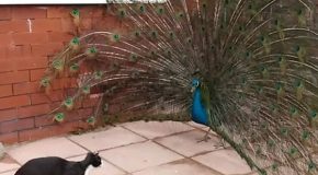 Funny Cat Mistakes A Peacock For A Walking Toy