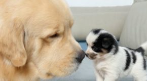 Golden Retriever Has A Heartwarming Encounter With An Abandoned Puppy