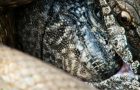 Intense Chase Between A Snake And An Iguana