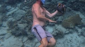 Snorkeler Gets Attacked By An Angry Fish