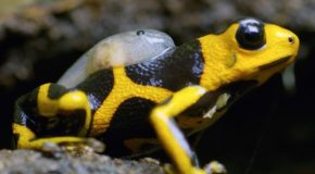 The Difficult Parenthood Of Poison Dart Frogs