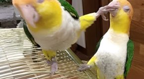 Very Funny Parrots From All Over The Internet